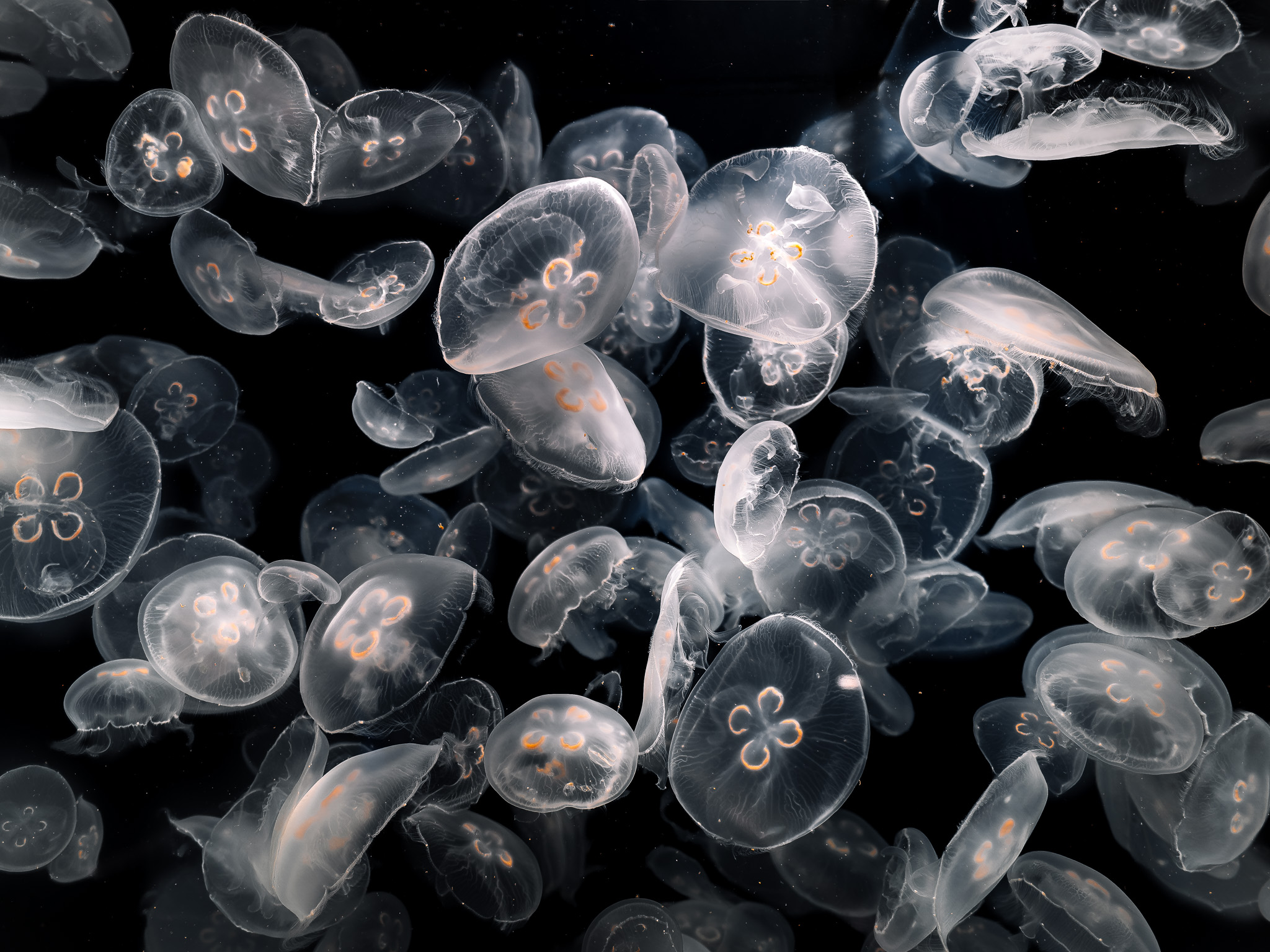Underwater Photography