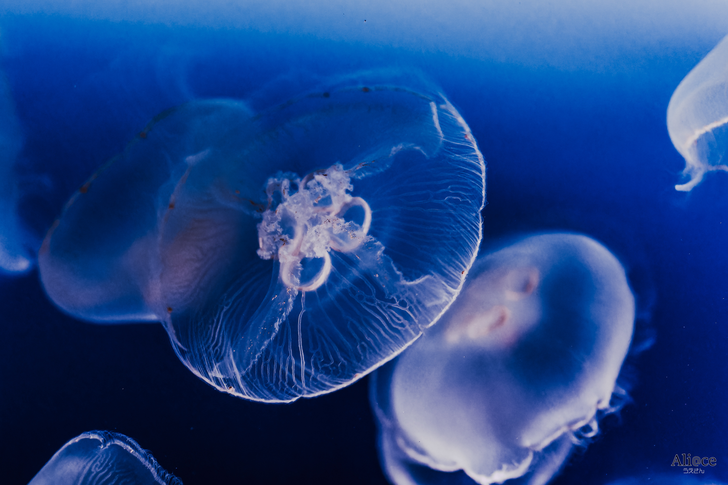 クラゲB