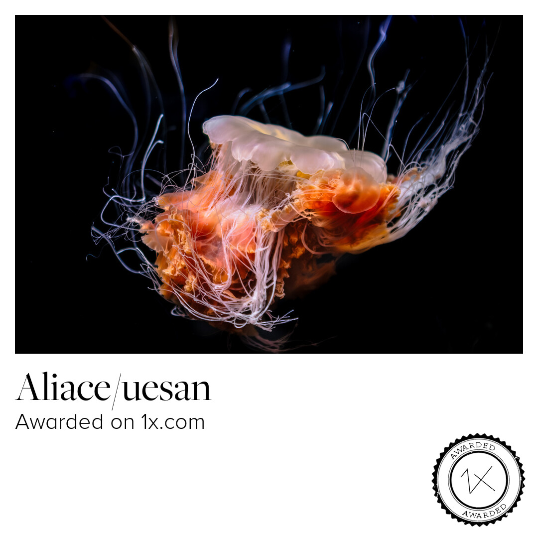1x.com Photography