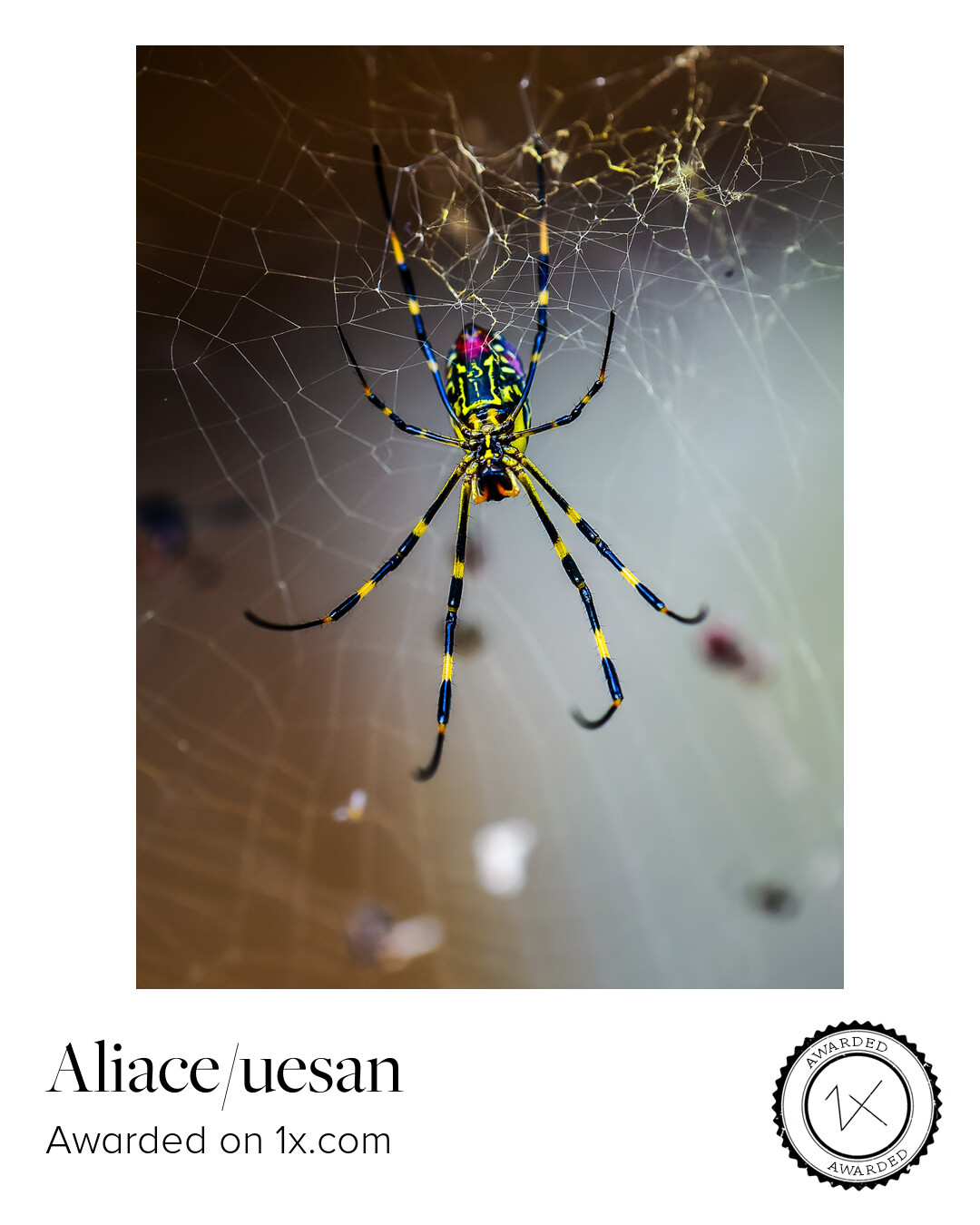 1x.com Photography