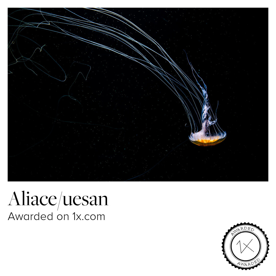 1x.com Photography