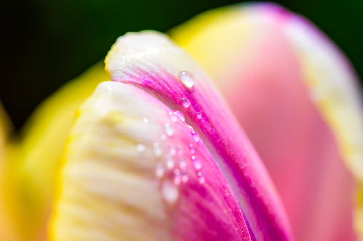 Macro Plant