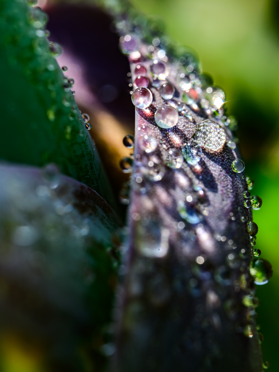 Macro Plant