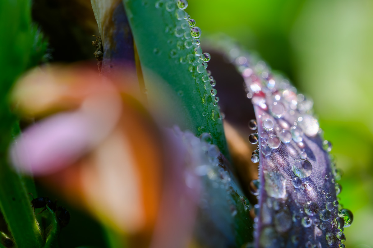 Macro Plant