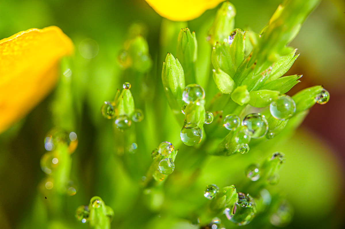 Macro Plant