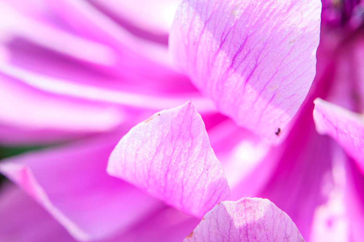 Macro Plant