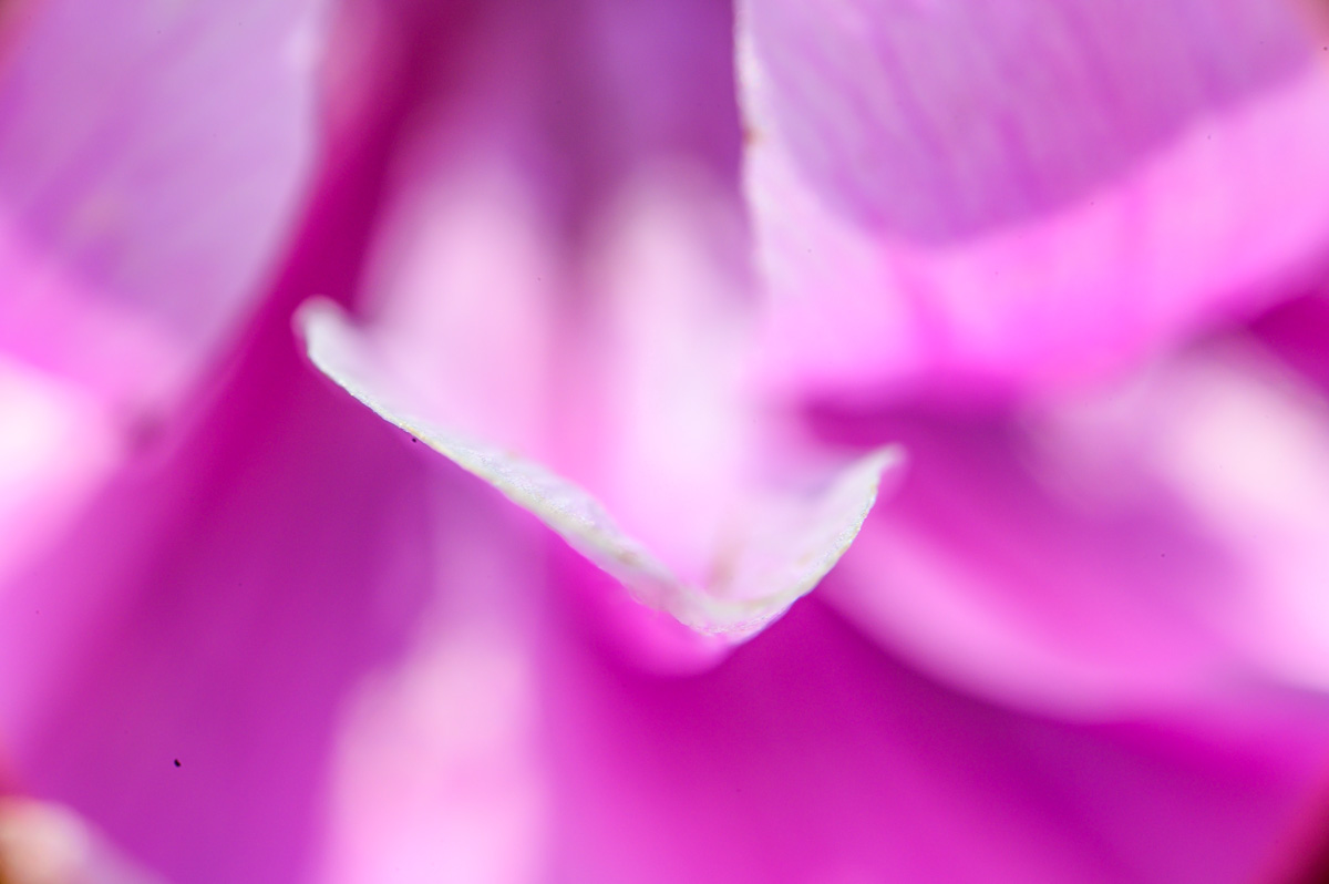 Macro Plant