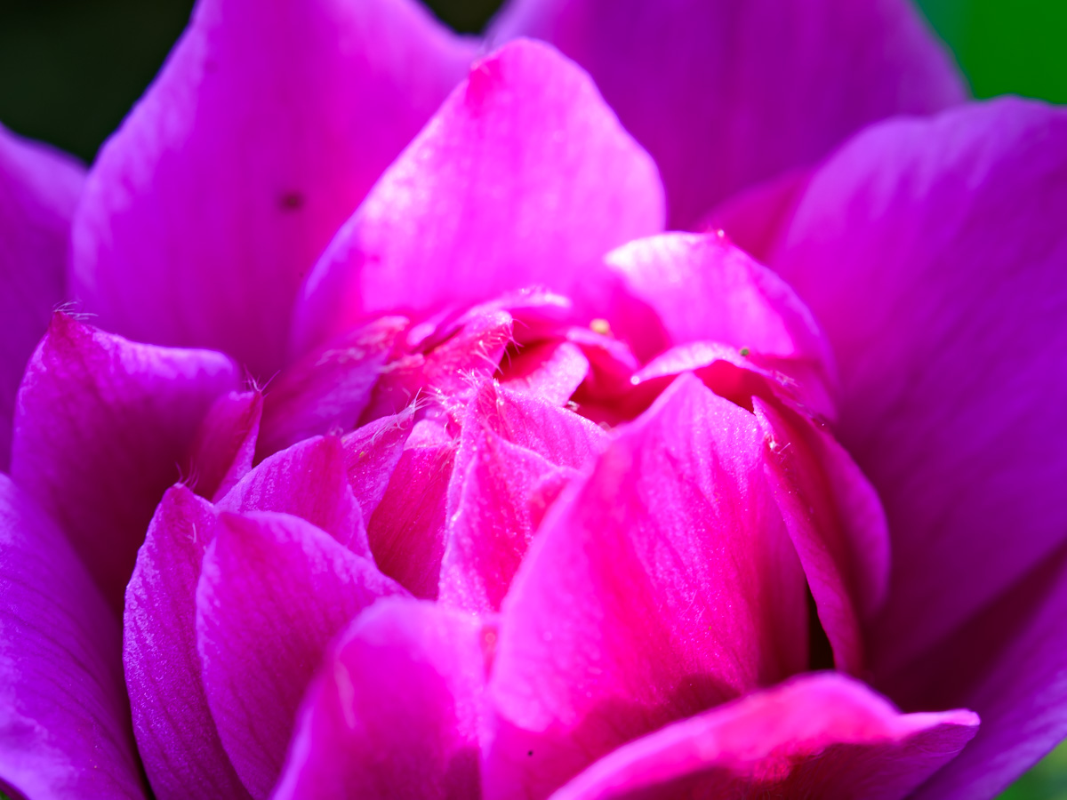Macro Plant