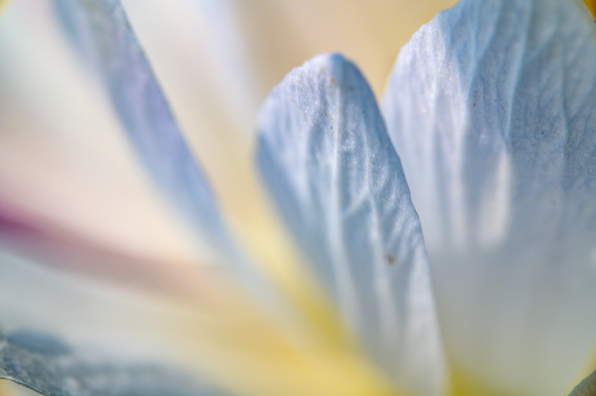 Macro Plant