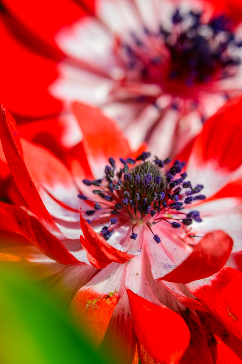 Macro Plant
