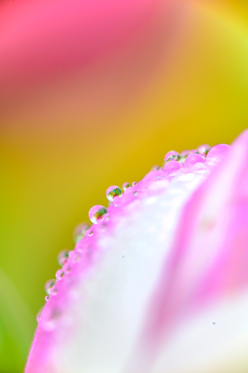 Macro Plant