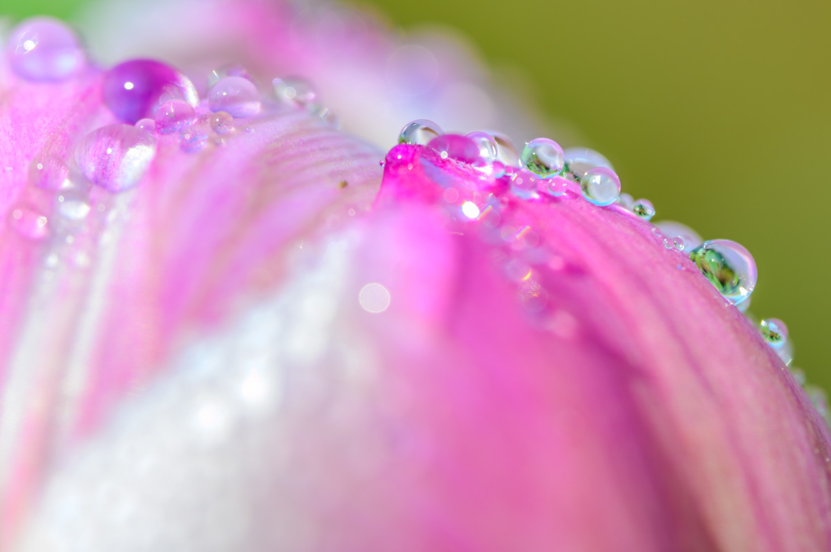 Macro Plant