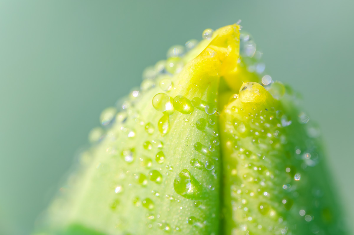 Macro Plant