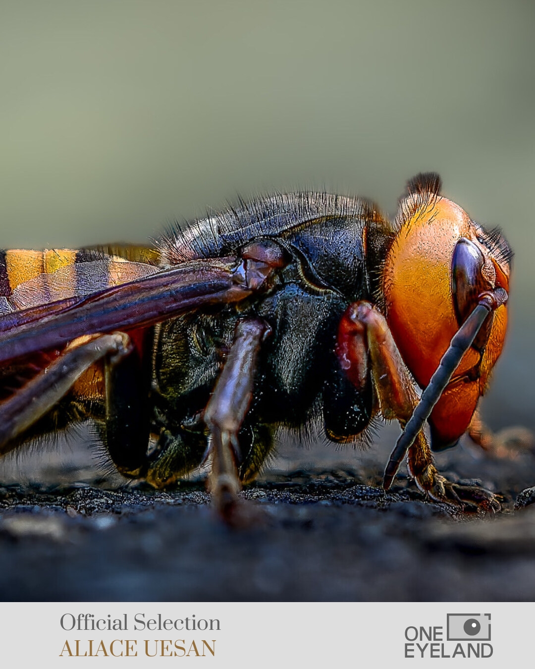ONE EYELAND Photography