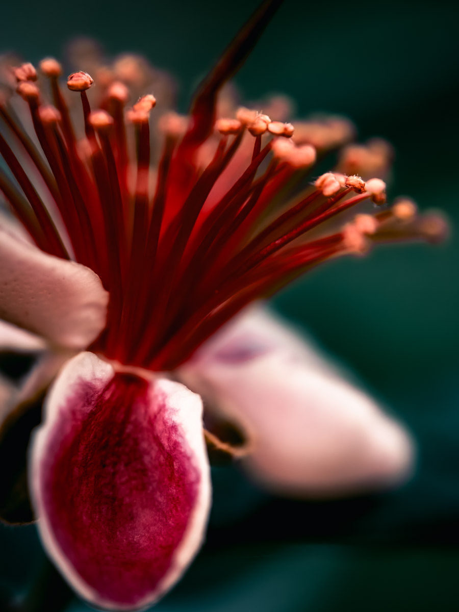 Macro Plant