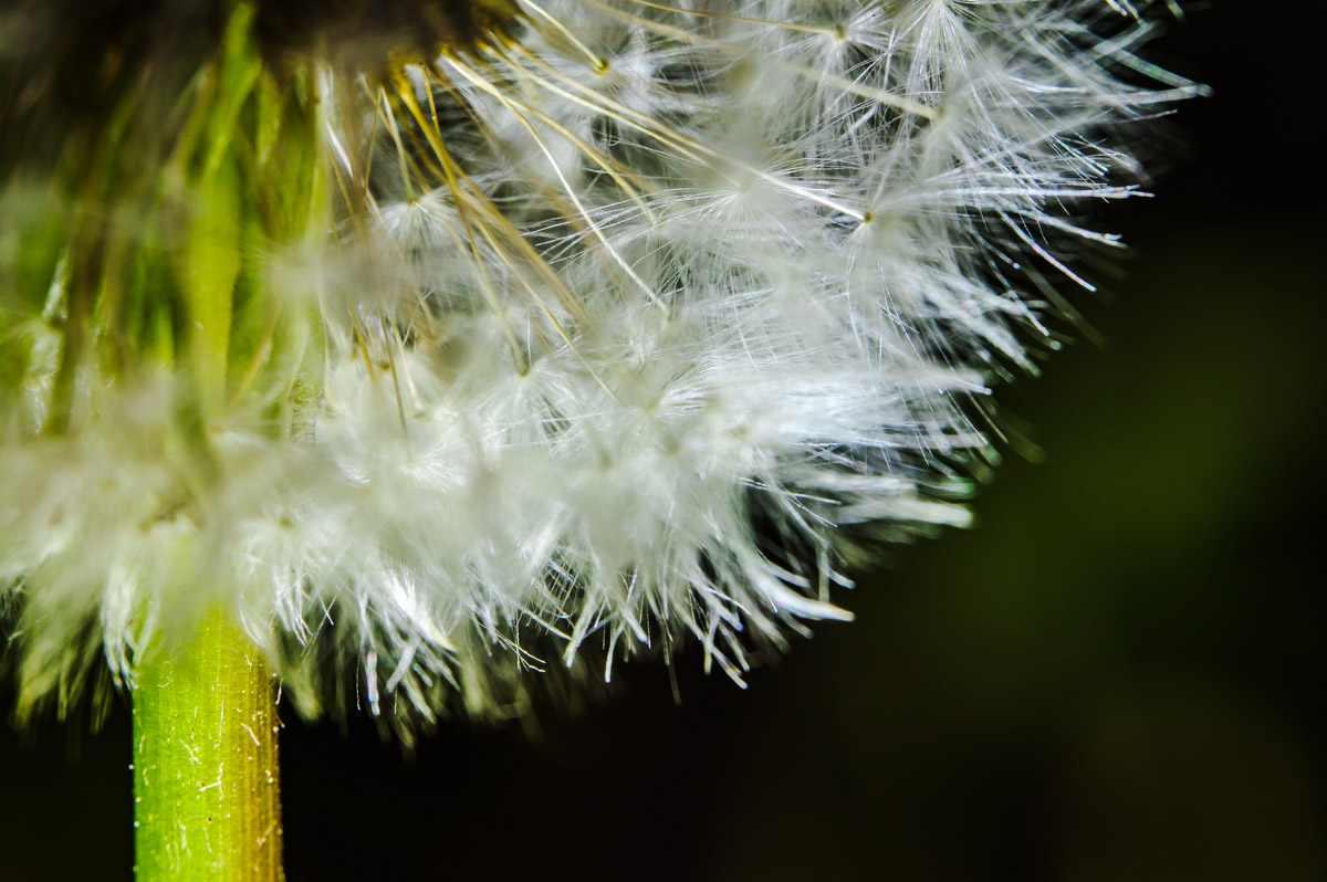 Macro Plant