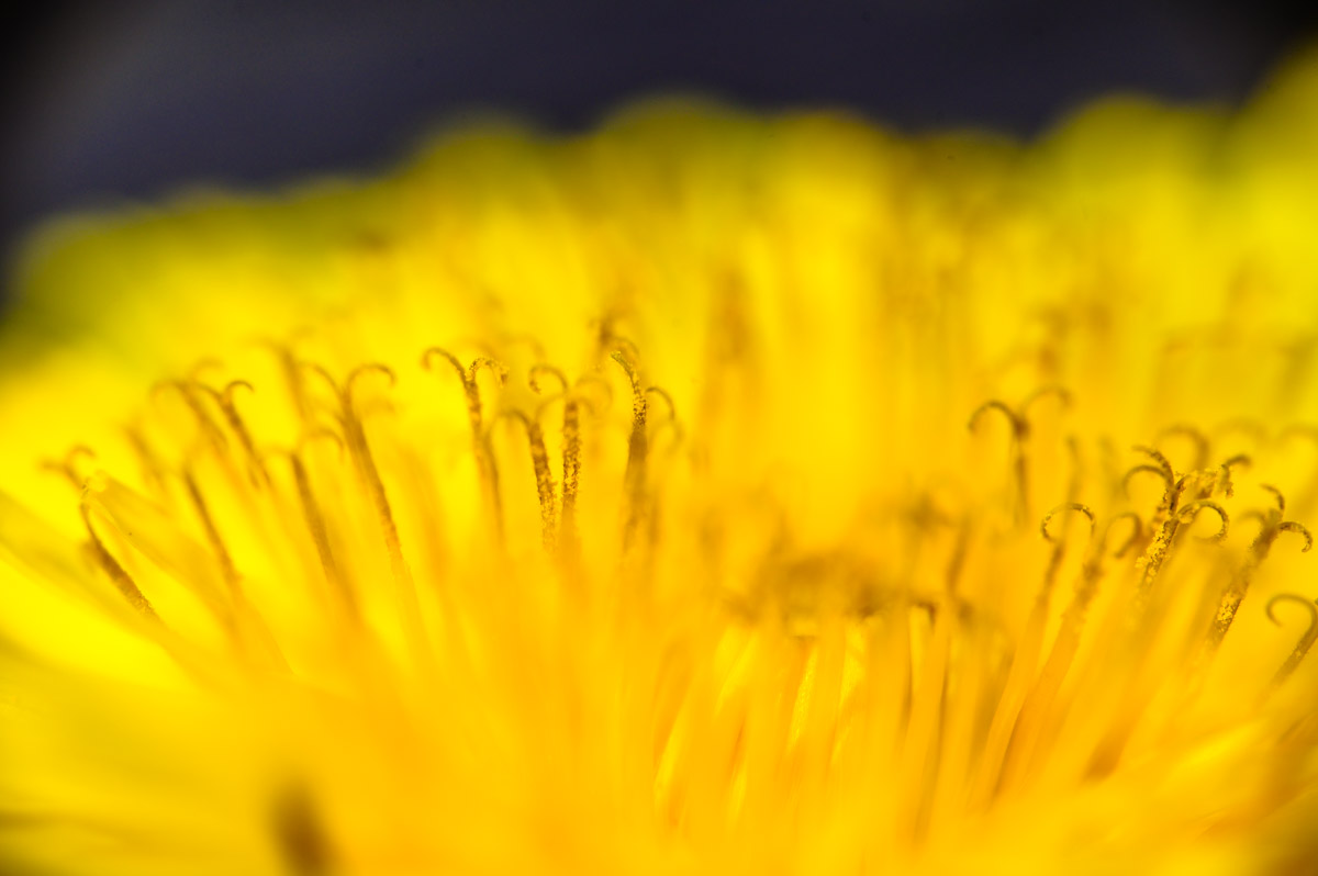 Macro Plant