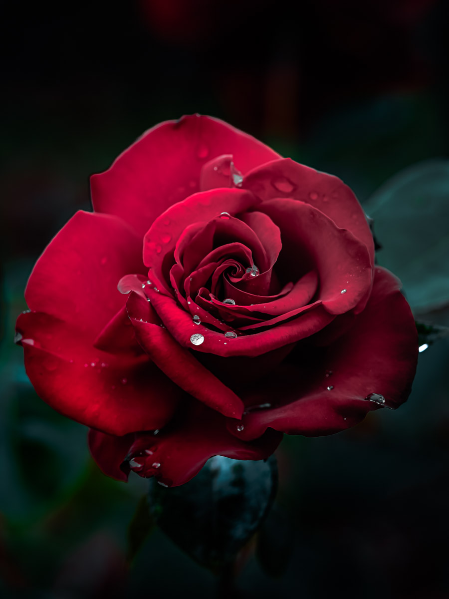 Macro Plant