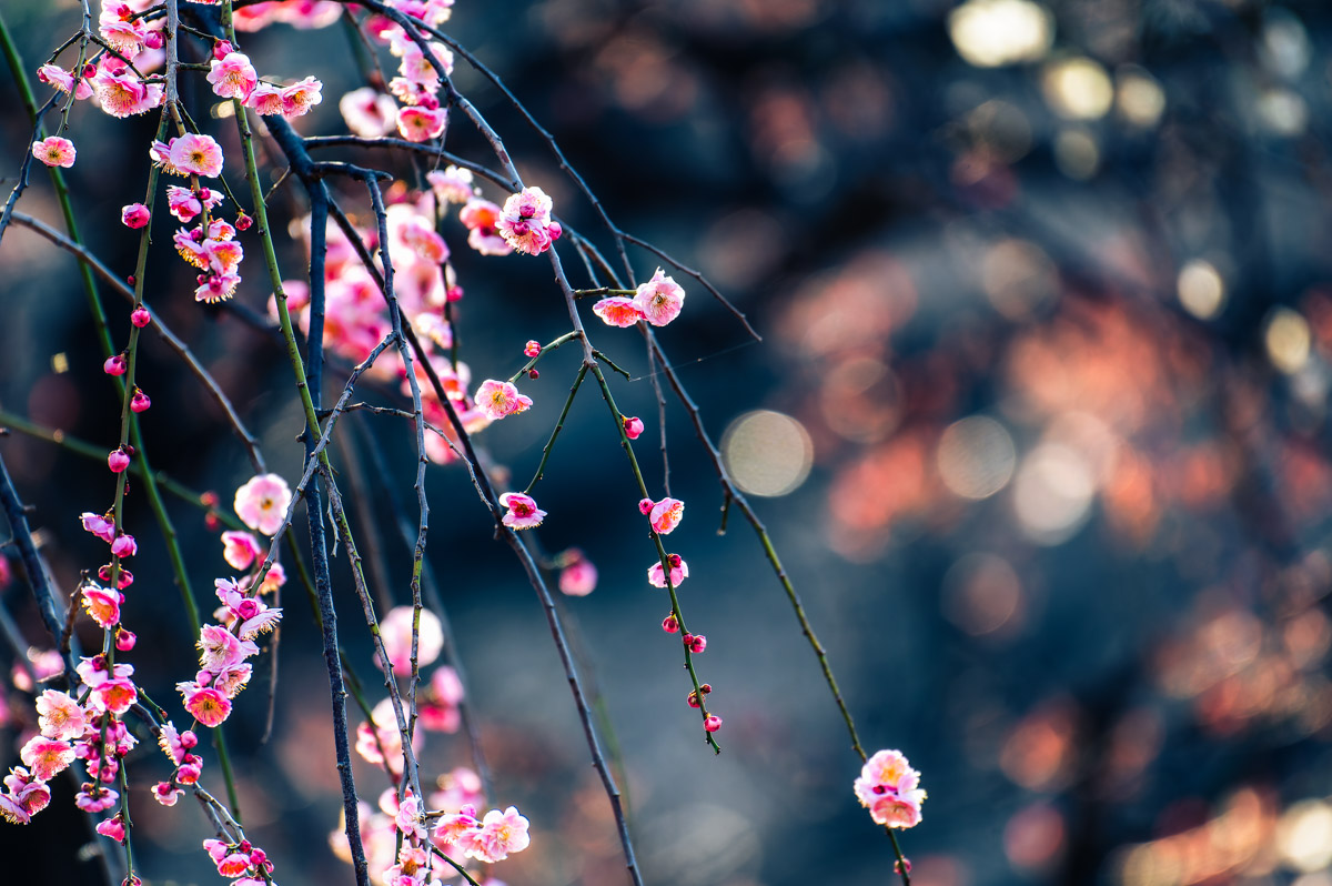 Macro Plant
