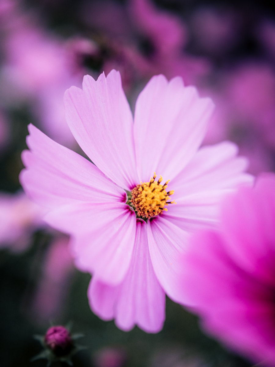 Macro Plant